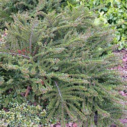 Cotoneaster rampant / Cotoneaster horizontalis